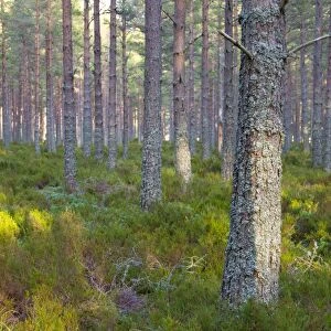 Scots Pine (Pinus sylvestris) forest habitat with heather ground layer, Grampian Mountains, Highlands, Scotland