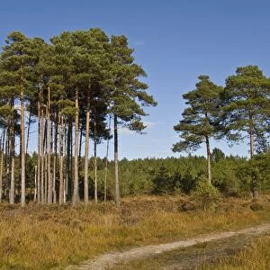 Scots Pine (Pinus sylvestris) woodland, in heathland habitat, Wareham Forest, Dorset, England, october