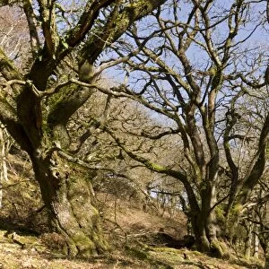 Sessile Oak (Quercus petraea) ancient pollards in woodland habitat, Cloutsham, East Water Valley, Exmoor, Somerset