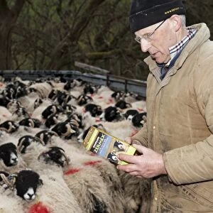 Sheep farming, farmer reading instructions on Zermex medicine packet to treat parasites, with Swaledale sheep, Cumbria