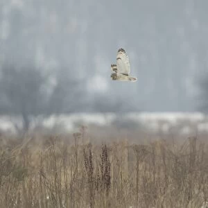 Short-eared Owl (Asio flammeus) adult, in flight, hunting over snow covered habitat, South Yorkshire, England, January