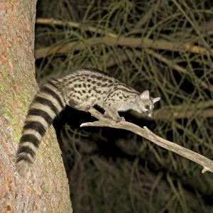 Small-spotted Genet (Genetta genetta) adult, standing on branch at night, Spain