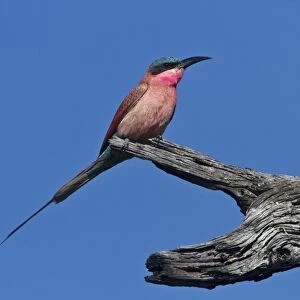 Southern Carmine Bee-eater, near Kwara Botswana