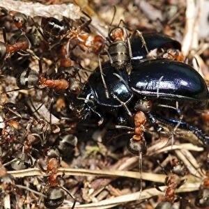 Southern Wood Ant (Formica rufa) workers, group dragging Violet Ground Beetle (Carabus violaceus) into nest