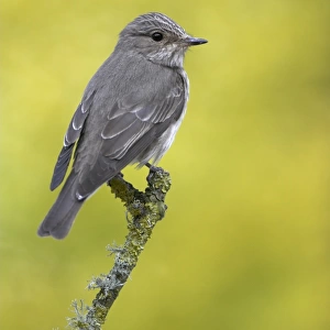 Chats And Flycatchers Collection: Spotted Flycatcher