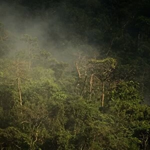 Steam rising from forest habitat, Puerto Princesa Subterranean River N. P. Saint Paul Mountain Range, Palawan Island