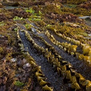Sugar Kelp (Laminaria saccharina) fronds, on shore with rockpools at low tide