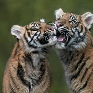 Sumatran Tiger (Panthera tigris sumatrae) two cubs, close-up of heads, interacting (captive)
