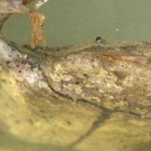 Surinam Toad (Pipa pipa) adult, close-up of head, underwater, Madre de Dios, Amazonia, Peru