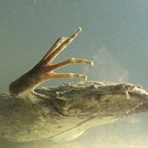 Surinam Toad (Pipa pipa) adult, underwater, Madre de Dios, Amazonia, Peru