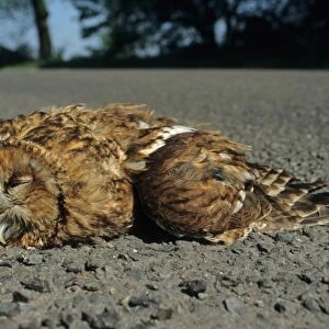 Tawny Owl (Strix aluco) dead adult, roadkill casualty on road, South Yorkshire, England