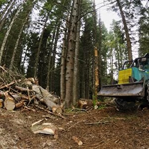 Timberjack 360c skidder, during logging in coniferous forest, Italian Alps, Italy, may