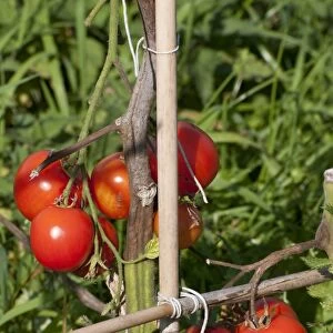 Tomato (Solanum sp. ) ripe fruit, growing on cane frame support in allotment garden, Norfolk, England, september
