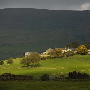 View of farmland, with farm buildings and sheep grazing in pasture, Blindhurst Farm, looking towards Bleasdale Moors
