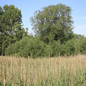 View of reedbed and wet woodland habitat, Little Ouse Headwaters Project, Bettys Fen, Blo Norton, Little Ouse Valley