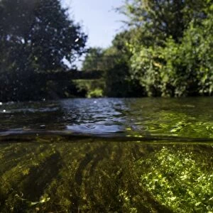 View of river from above and below surface of water, Fairham Brook, Nottingham, Nottinghamshire, England, August