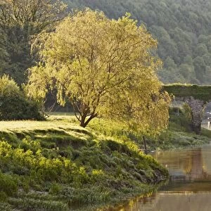 View of tree on riverbank near footbridge, Old Tramway Bridge, River Wye, Tintern, Wye Valley, Monmouthshire, Wales