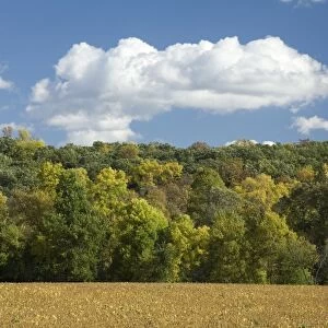 View of trees changing to autumn colour on wooded hillside, with soya bean field in foreground, Fort Ransom