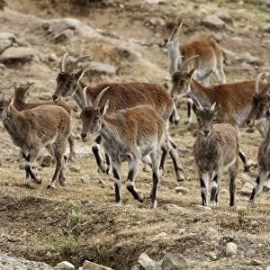 Walia Ibex (Capra walie) adult females with young, herd walking, Simien Mountains, Ethiopia