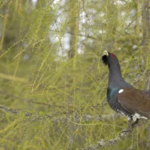Western Capercaillie (Tetrao urogallus) adult male, displaying from branch in coniferous forest, Italian Alps, Italy