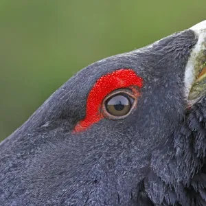 Western Capercaillie (Tetrao urogallus) adult male, close-up of head, rogue displaying, Rothiemurchus Estate