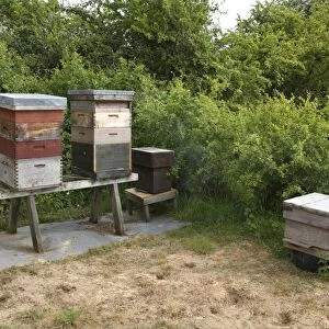 Western Honey bee hives showing the different sections with will contain honey and the larva of the bee colony