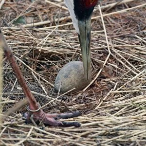 White-naped Crane (Grus vipio) adult, close-up of head, tending egg on nest, part of captive breeding program