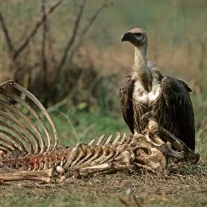 White-rumped Vulture (Gyps bengalensis) adult, feeding at cattle carcass, India