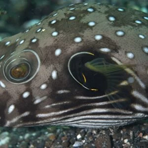 White-spotted Puffer (Arothron hispidus) adult, close-up of head, Lembeh Island, Sulawesi, Indonesia