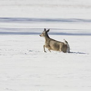White-tailed Deer (Odocoileus virginianus) doe, running through deep snow, North Dakota, U. S. A. february