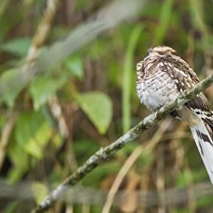 White-tailed Nightjar (Caprimulgus cayennensis) adult, perched on branch at daytime roost, Tobago, Trinidad and Tobago