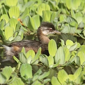 Grebes Collection: White Tufted Grebe