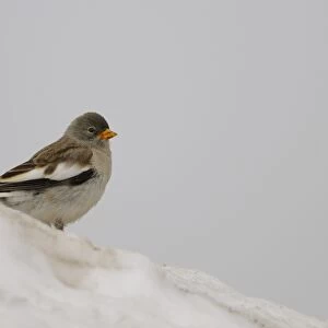 White-winged Snowfinch (Montifringilla nivalis) adult, winter plumage, standing on snow, Italian Alps, Italy, july