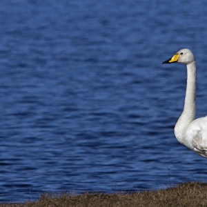 Whooper Swan standing - Islay Scotland