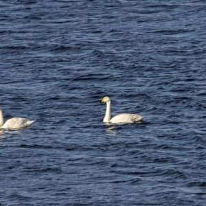 Whooper Swans on Lake Ardnave at Loch Gruinart, Isle of Islay Scotland