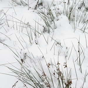 Wood Club-rush (Scirpus sylvaticus) covered with snow, Kent, England, december