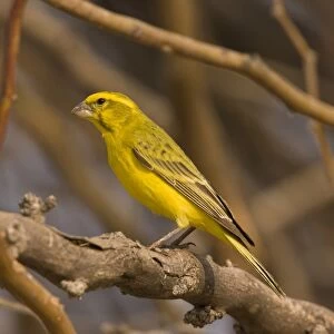 Yellow Canary (Serinus flaviventris) adult male, perched on branch, Kalahari Desert, Kalahari Gemsbok N. P