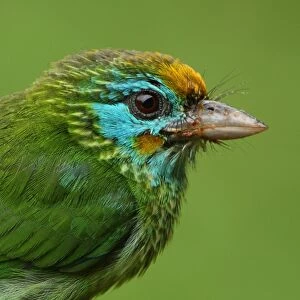 Asian Barbets Collection: Yellow Billed Barbet