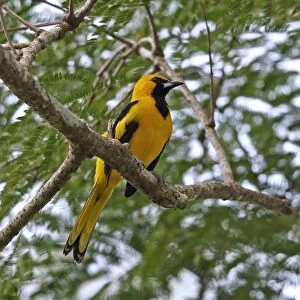 Yellow-tailed Oriole (Icterus mesomelas carrikeri) adult male, perched on branch, Chagres River, Panama, November