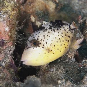 Yellowmargin Triggerfish (Pseudobalistes flavimarginatus) subadult, swimming over reef, Lembeh Straits, Sulawesi
