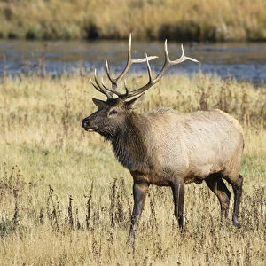 01980-03017 Elk (Cervus elaphaus) bull male, Yellowstone National Park, WY