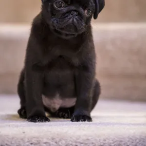 10 week old black Pug puppy sitting on a carpeted stairwell. (PR)