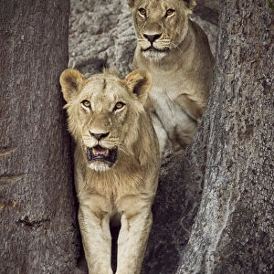 2 lions standing together between trees looking out