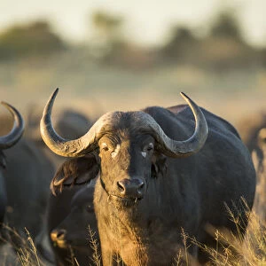 Africa, Botswana, Moremi Game Reserve, Cape Buffalo (Syncerus caffer) standing in