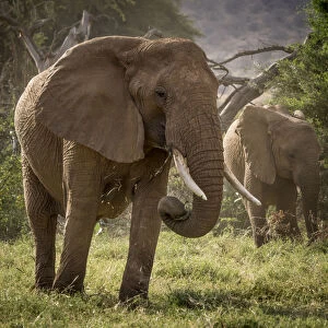 Africa, Kenya. African elephants feeding. Credit as: Bill Young / Jaynes Gallery / DanitaDelimont