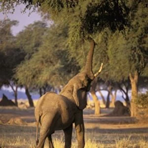 Africa, Kenya, Masai Mara. Elephant (Loxodonta africana)
