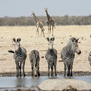 Africa, Namibia, Etosha National Park. Five zebras and giraffes at waterhole. Credit as