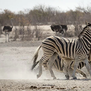 Africa, Namibia, Etosha National Park, Tobieroen Waterhole. Two zebras play fighting