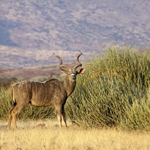 Africa, Namibia, Palmwag Conservancy. A greater kudu male stands in front of euphorbia plants