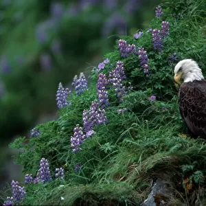 Alaska, Unalaska Island Bald Eagle among Nootka Lupine (Haliaeetus leucocephalus)